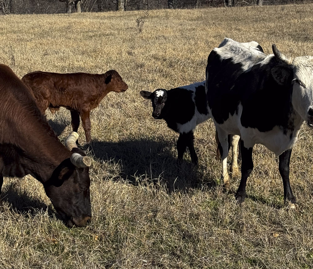 Moppin Ranch calf