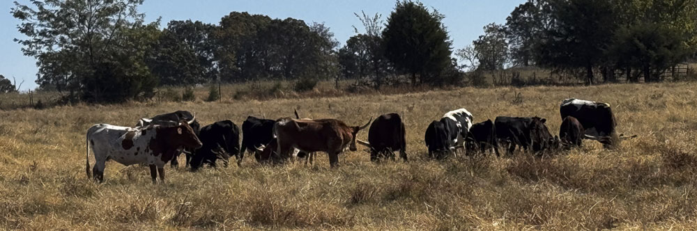 Moppin Ranch cattle