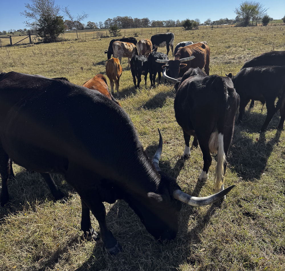 Moppin Ranch cows